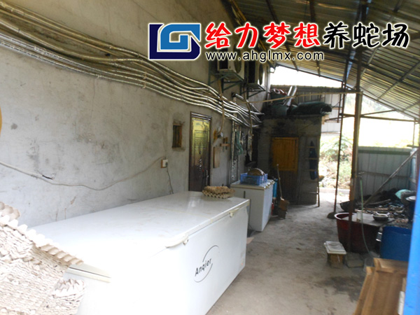 給力夢想養蛇場