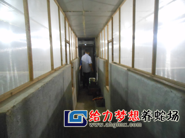 給力夢想養蛇場