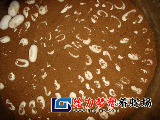 水律蛇蛋孵化