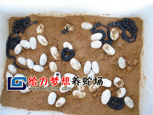 眼鏡蛇苗
