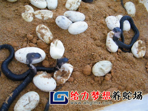 眼鏡蛇苗