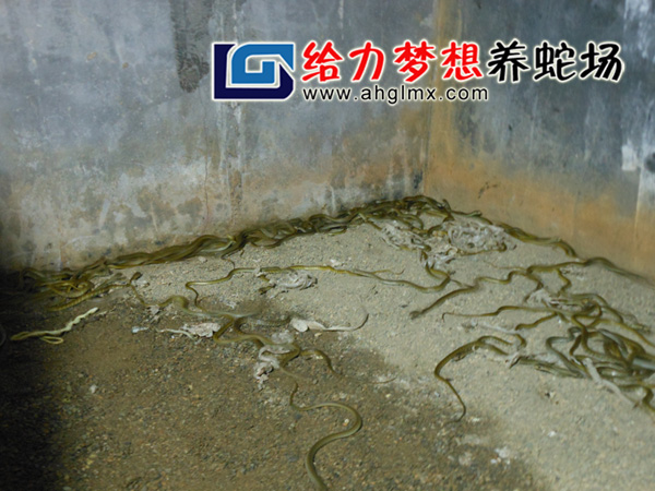 水律蛇苗