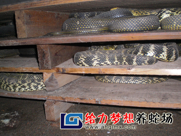 大王蛇養殖