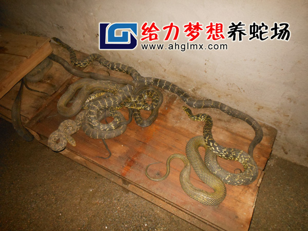 大王蛇養殖