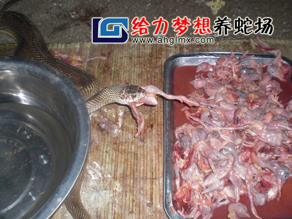 水律蛇養殖