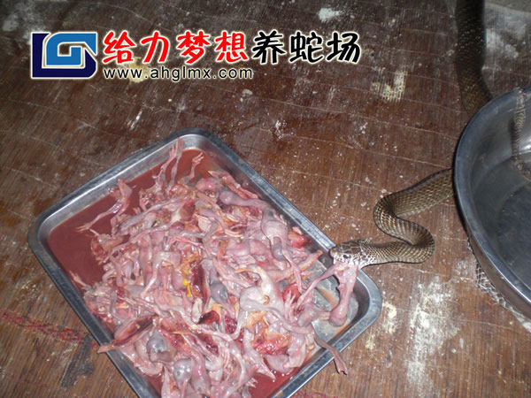水律蛇養殖