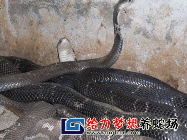 眼鏡蛇養殖
