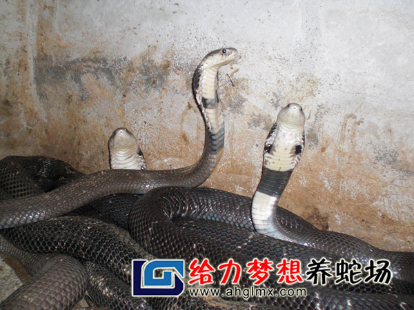 眼鏡蛇養殖