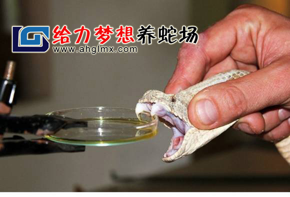 毒蛇取毒