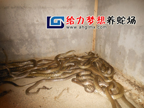 ˮ�����B(y��ng)ֳ